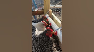 The Ultimate Chicken Water System.