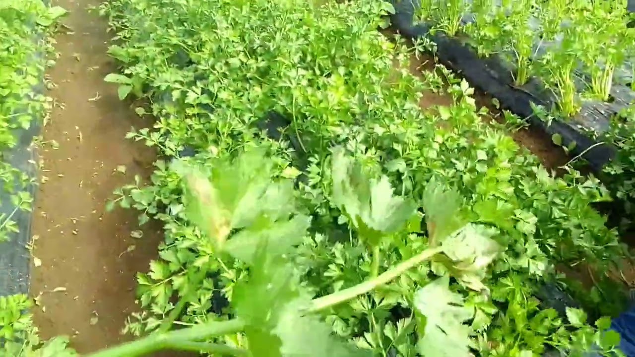 Panen seledri untuk pertama kalinya