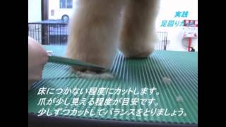 トイプードルカット 足周りカット方法yt 自宅で簡単トリミングｄｖｄ Youtube