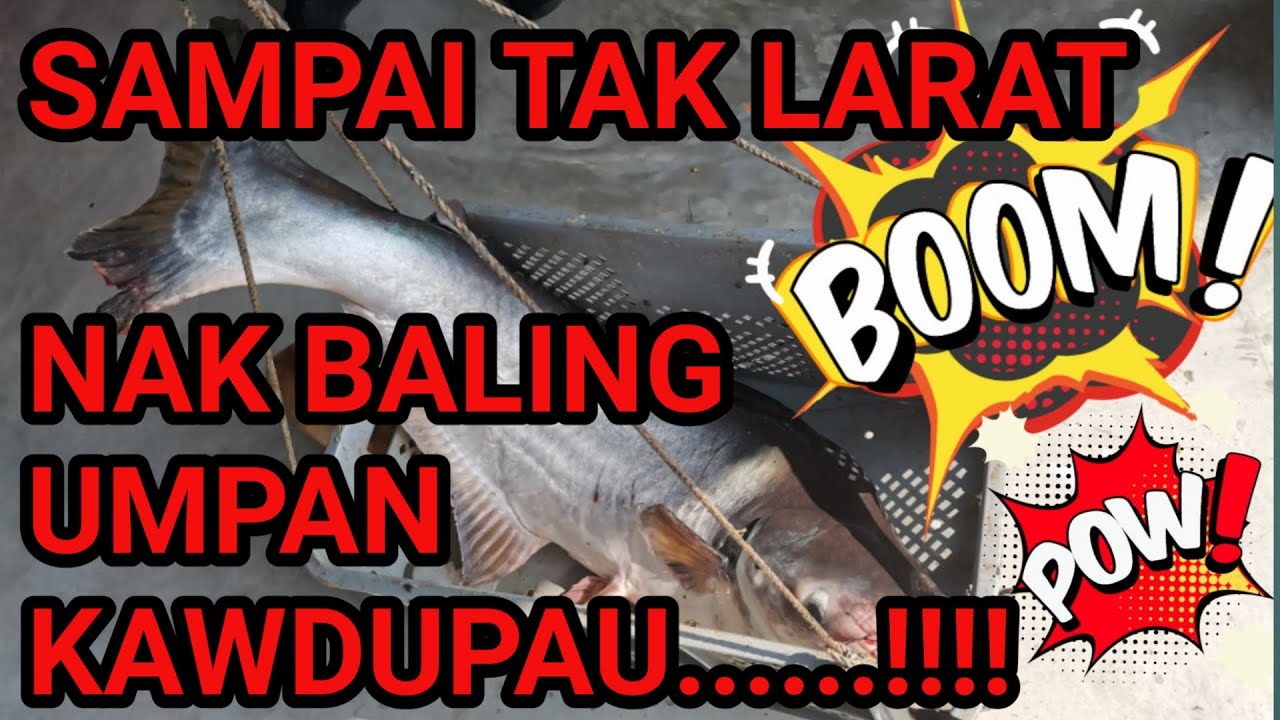 KOMPLOT BERSAMA UMPAN KDP TAK TERKIRA BERAPA EKOR SAMPAI TAK LARAT NAK BALING UMPAN!!!