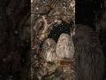 Ural Owl Songs – Relaxing Nature Sounds, Calming Bird Songs \u0026 Forest Ambience Album