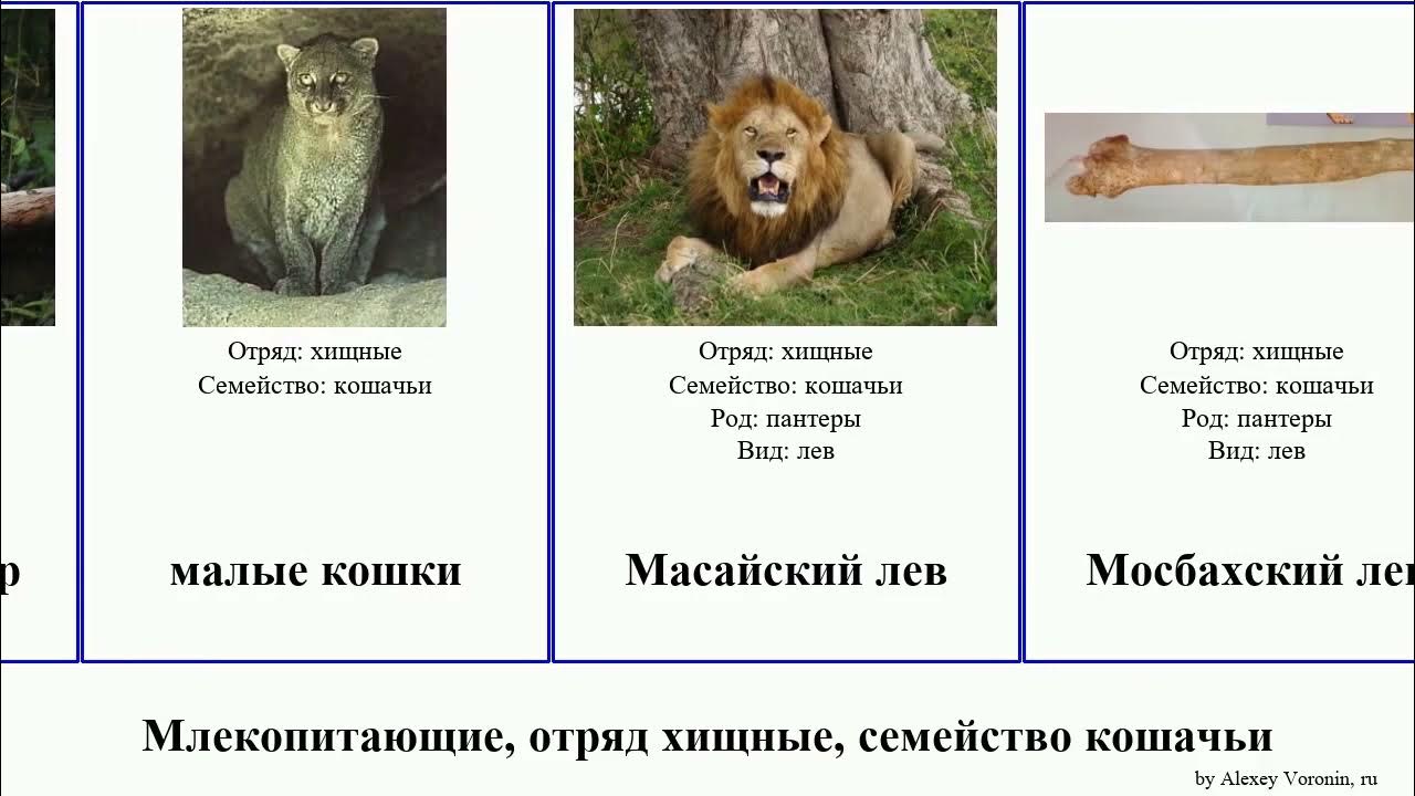 Классификация отряда хищные млекопитающие. 7 семейства. Семейства растений таблица 6 класс. Семейства цветковых растений. Картинка 7я семья.