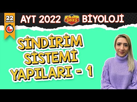 Sindirim Sistemi Yapıları -1  | AYT Biyoloji #Kamp2022