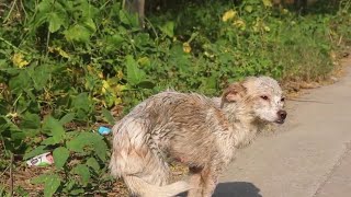 The stray dog, due to prolonged wandering, is nothing but skin and bones, which is heartbreaking.