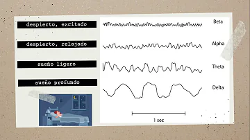 ¿Es la fase 3 el sueño más profundo?