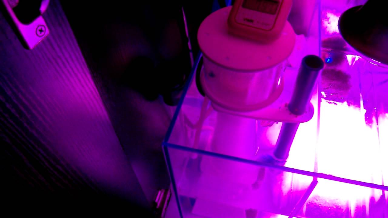 50 gallon cube reef aquarium sump update youtube