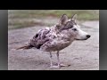 Смотреть фильм Животные в Чернобыле,зона отчуждения,спокойная музыка онлайн