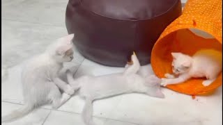 Cat play with tent #cat #kitten #catvideos #cute #kittendaily #kittendaily by Hope & Fun 239 views 4 days ago 1 minute, 8 seconds