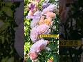 2026年法國玫瑰partner rose パートナーバラ#erin玫瑰花園 #バラ #rose #garden