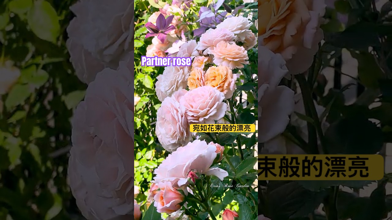 2026年法國玫瑰partner rose パートナーバラ#erin玫瑰花園 #バラ #rose #garden