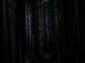Dark Forest Rain Sounds 🌧️ | Deep Sleep #rain #sleep #calm #relax