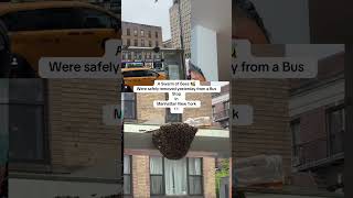#trendingshorts #candiceblog #shortsfeed #fypyoutube #viralnow #newyork #beehive #busstop #crazy #fy