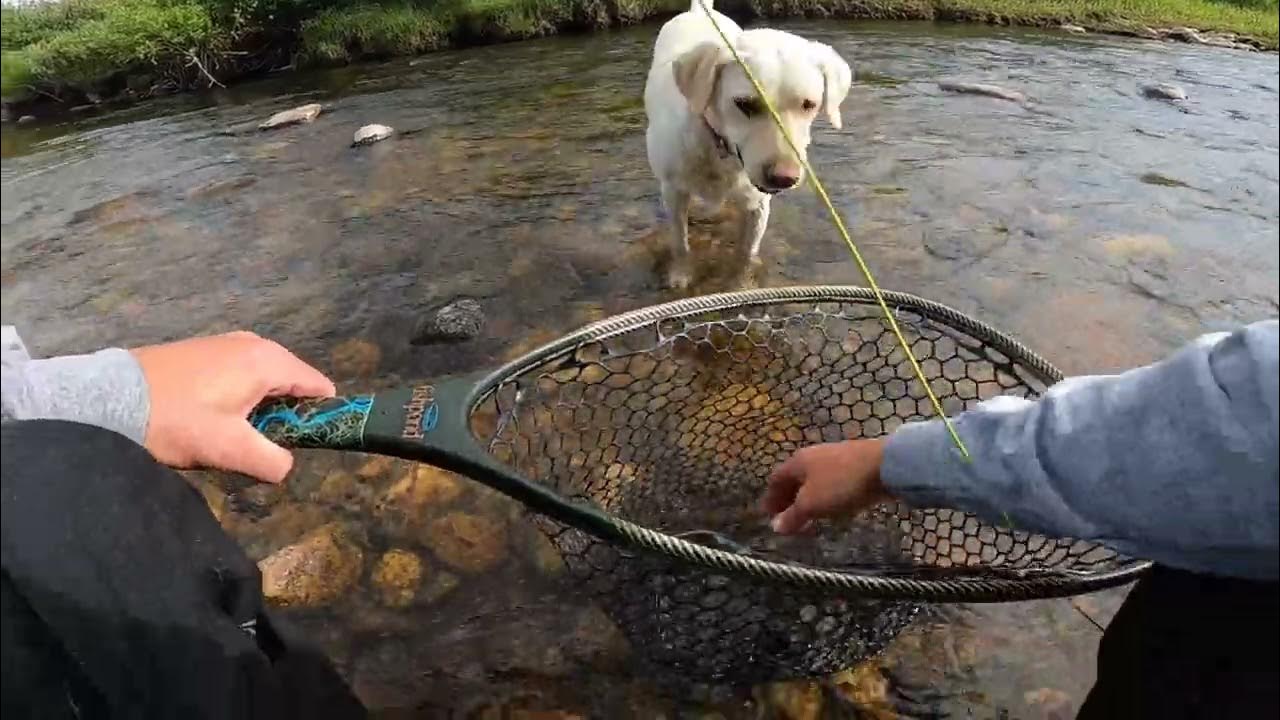 fly-fishing-colorado-dry-fly-season-is-here-youtube