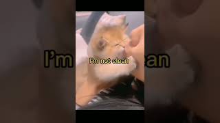 cute kitten kissing of girl #shorts #viral #shortvideo screenshot 5