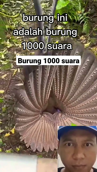 Burung Kuawu Raja burung 1000 suara #shorts #burung