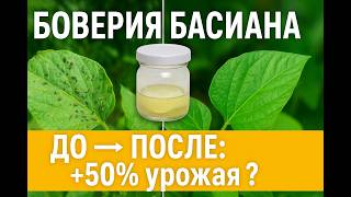 картинка: Как я делаю биопрепарат из Боверии: блинчик, фильтрат и опрыскивание — просто, дешево, эффективно!