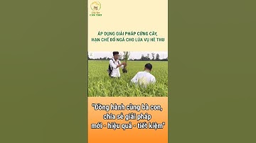 ÁP DỤNG GIẢI PHÁP CỨNG CÂY, HẠN CHẾ ĐỔ NGÃ CHO LÚA VỤ HÈ THU #shorts #câylúacầnthơ #lúa #nongnghiep
