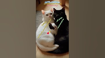 سورة الإخلاص10ثوان إسمعها ثلاث تساوي ختم القرآن الكريم ..لا إله إلا أنت سبحانك إني كنت من الظالمين