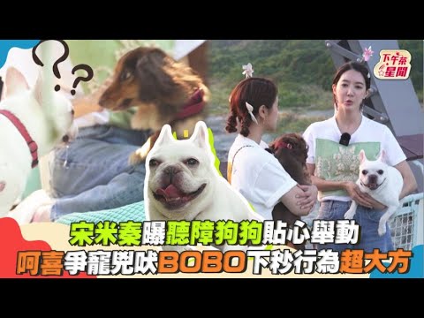 宋米秦曝聽障狗狗貼心舉動 呵喜爭寵兇吠...BOBO下秒行為超大方｜TVBS新聞｜擠看看