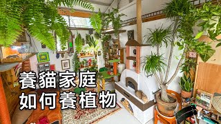 養貓多年我終於學會養植物了分享我的洋蔥養植物法