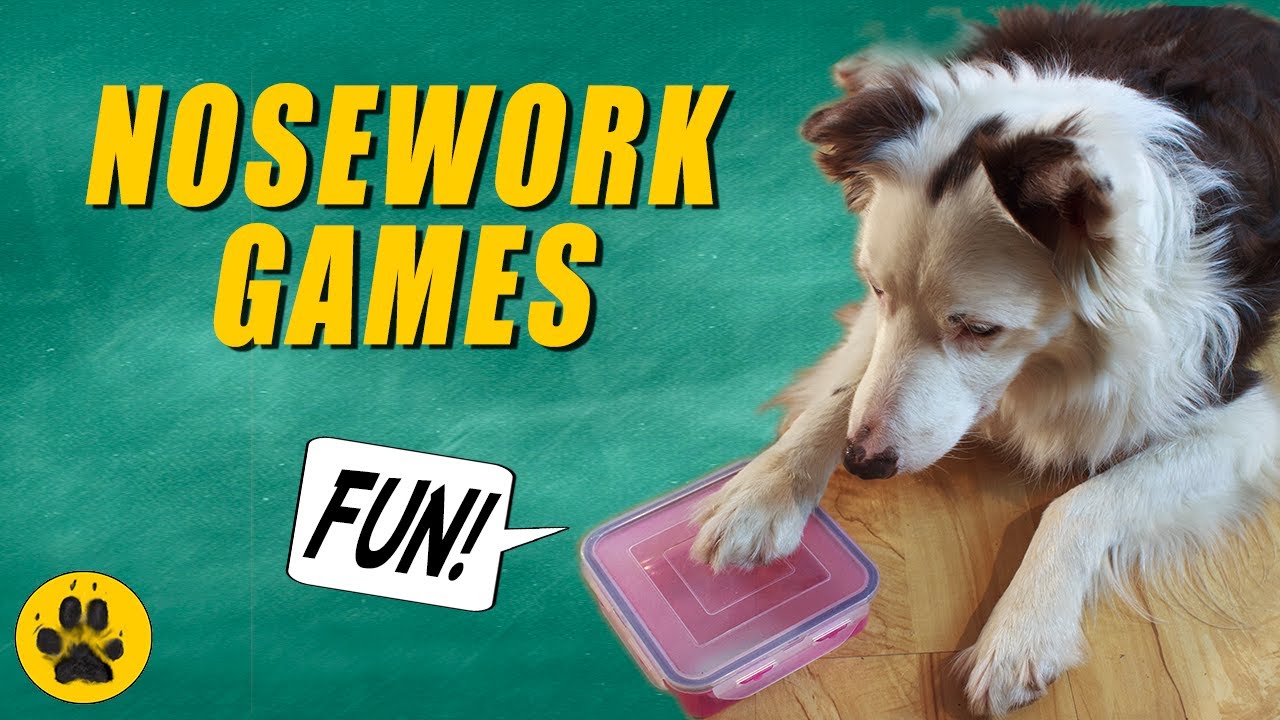 Three Simple Nose Work Games to Play With Your Dog - Puppy Leaks