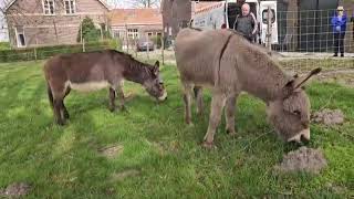 Herkansing Cleo En Isis