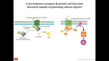 Duplexed Screening of GPCRs to Measure Calcium and β-Arrestin