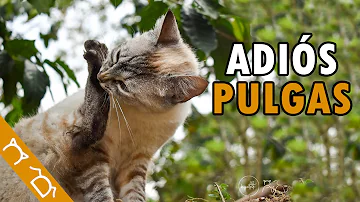 ¿Cómo eliminar las pulgas de los gatos de forma natural?