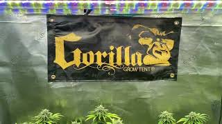How to grow weed daily grow journal!!! @gorillagrowtent @LotusNutrients @KindLEDGrowLights