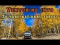 Venturing Into Toiyabe National Forest