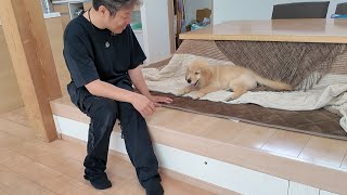 小さな子犬に悲しいお知らせ。その存在感がたまらなく愛おしい。【Golden Retriever japan】