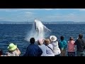 Gold Coast Whale Watching with Whale Watch Australia