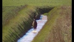 Chasse à Courre au Cerf en Eure et Loir dans la forêt de Senonche