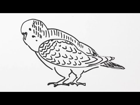 簡単 インコの描き方 イラスト お絵描き Easy How To Draw A Parakeet Illustration Drawing Youtube