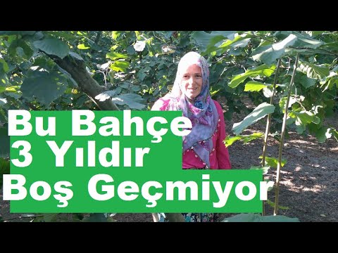 Fındık Yetiştiriciliği -  Fındık Gübreleme - Bahçe Bakımı - Fındık Ocağı Budama