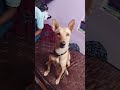 styluuu#viral #superstar#style #funny #entertainment #viralvideo #video #comedy #pets #edit #fun