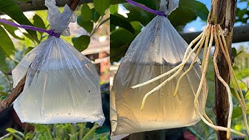 Propagation Guava Tree Water Airlayering - 100% Success Result