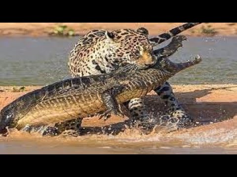 Janubiy Amerikaning yalangoch yovvoyi qabilalari video