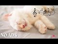 Cat Sleep Music - Comforting Music &amp; Soothing Pet Sounds to Deep Relaxation and Stress Relief
