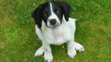 Managing Shedding in English Springer Spaniels