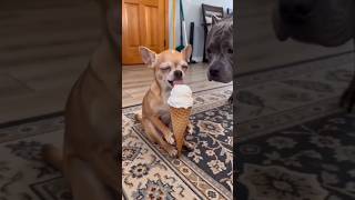 زرط الايسكريم على الكلب الصغير                              سمعها