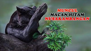 Akhirnya MACAN KUMBANG & MACAN TUTUL Nusakambangan Muncul | Penelusuran