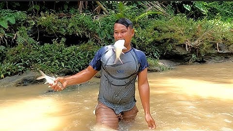 Manusia Ikan Beraksi Disungai Mengalahkan Berang Berang dan Biawak
