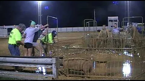 Hog Wrestling Aces style