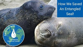 Facebook Live: Saving an Entangled Seal | Earth Week 2021 Restoring Our Planet
