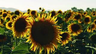 Aku Sayang Kamucindy Claudiacover