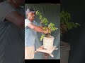 How to turn a die back plant into potential bonsai. 