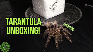 I got one!  Tarantula unboxing!  Grammostola pulchripes