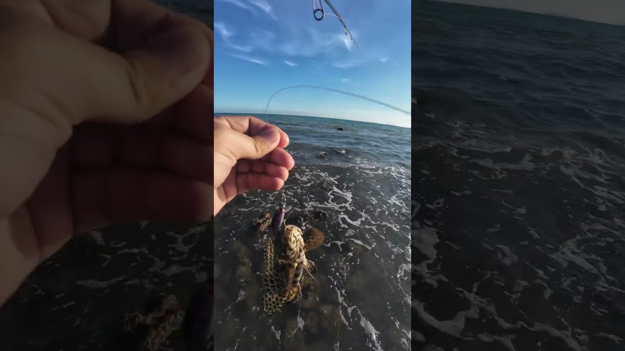 สตีมปลาเก๋าหาดพลา#fishing #shimano 