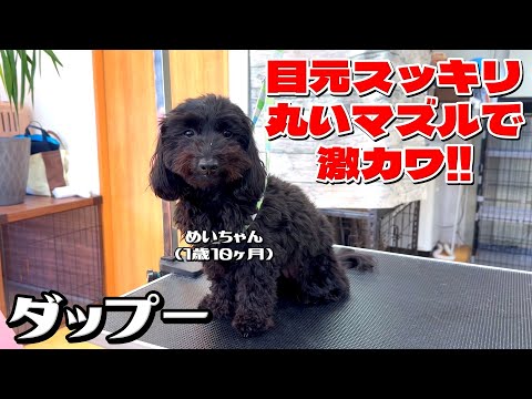 目元スッキリ＆丸いマズルで激カワ！ダップー・めいちゃん1歳10ヶ月